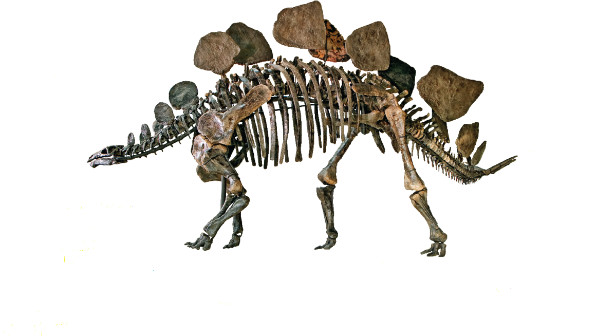 Natural History Museum Png Clipart (1200x800), Png Download