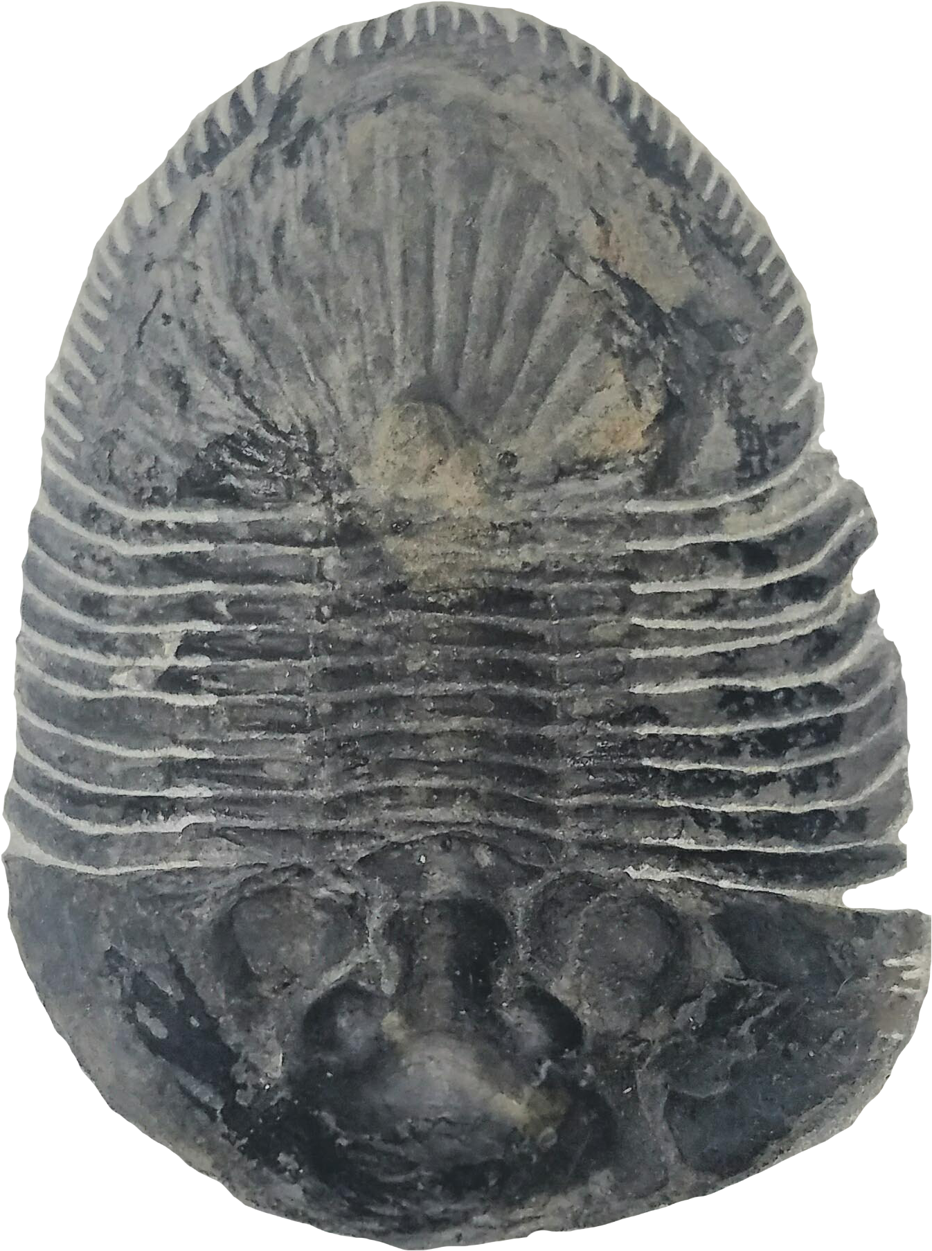 Thysanopeltis Trilobite - Trilobite Clipart (1953x1953), Png Download