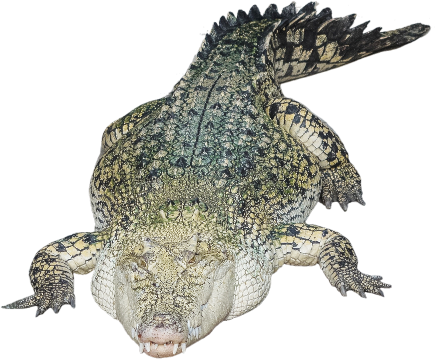 Alligator Png Photo - Transparent Crocodile Head Clipart (1024x853), Png Download