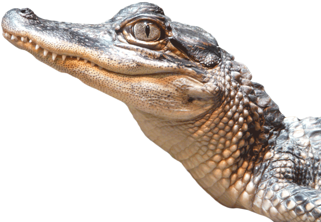 Alligator Png Transparent Image - Alligator Png Clipart (1053x727), Png Download
