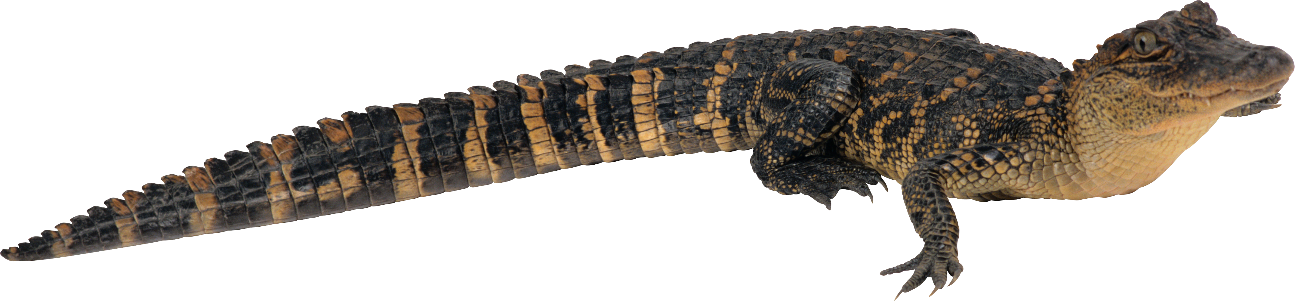Alligator Png Clipart (4305x1000), Png Download