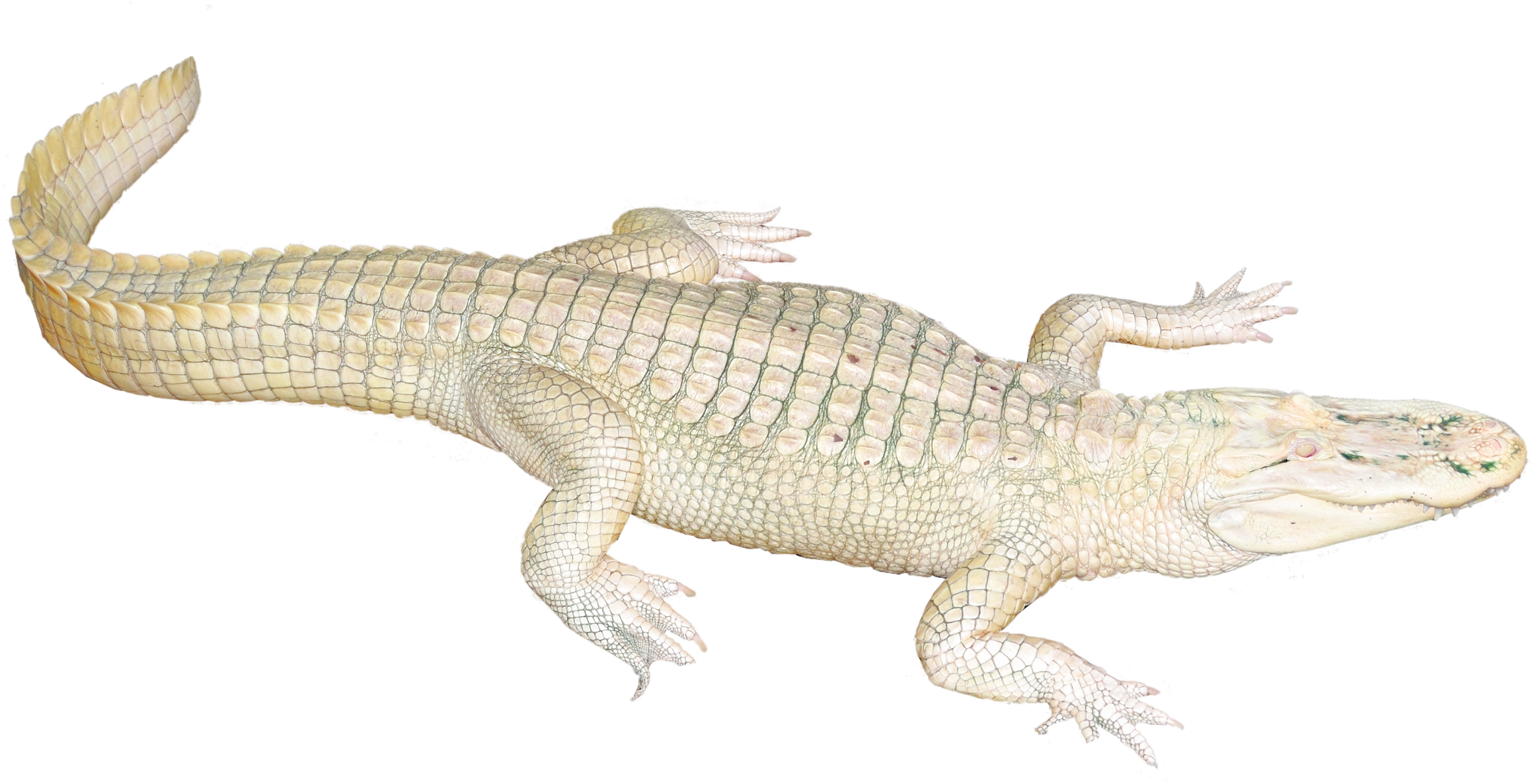 White Crocodile Png Clipart (2400x1429), Png Download