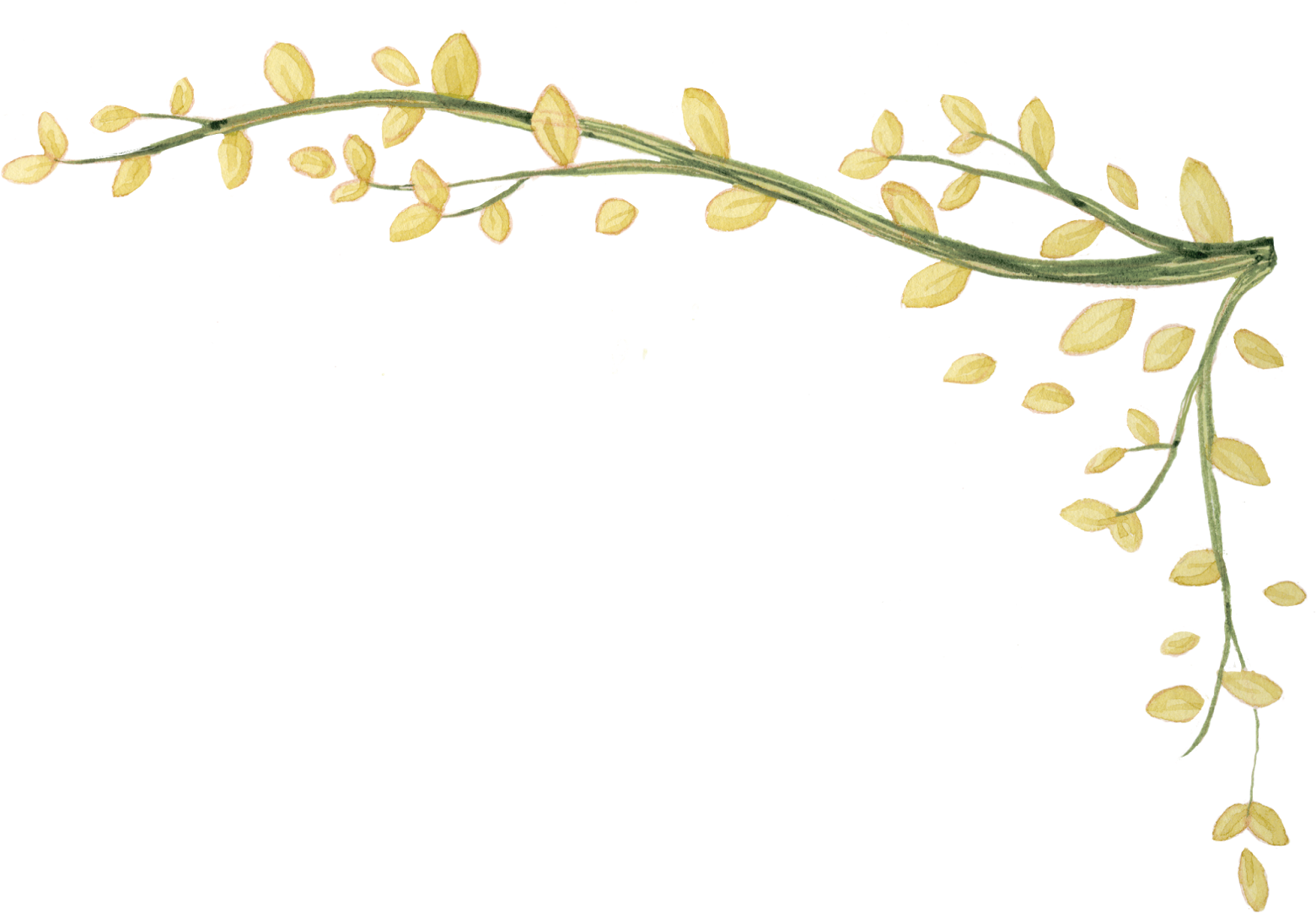 Cool Ivy Vine Png Transparent - Transparent Ivy Vine Clipart (1600x1109), Png Download