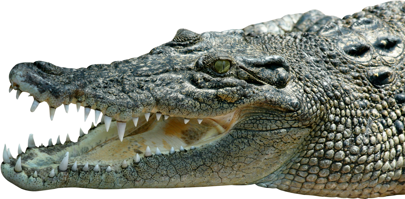 Crocodile - Saltwater Crocodile Png Clipart (1450x904), Png Download