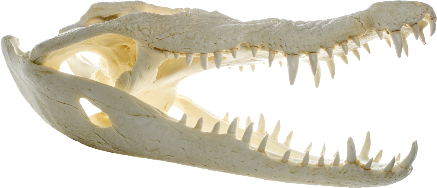 File - Crocodylus Niloticus - Skull - Muse - Crocodile Bone Png Clipart (1642x946), Png Download