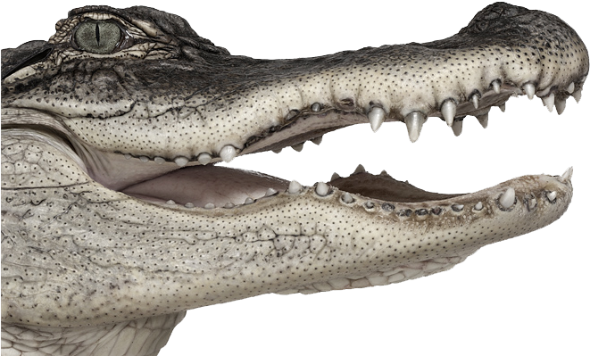 770 X 540 11 - Andrew Zuckerman Clipart (770x540), Png Download