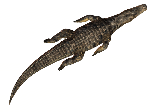 36 173k Croc Swim 2 05 Feb 2009 - Nile Crocodile Clipart (608x518), Png Download