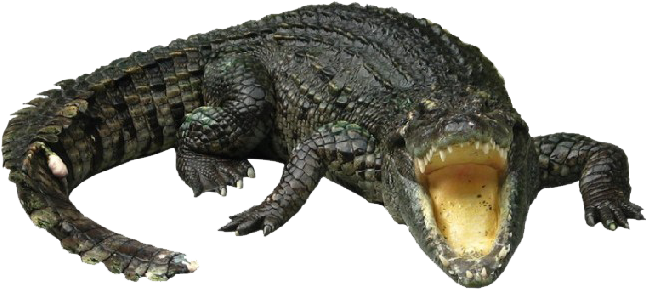 Crocodilo Png Clipart (647x521), Png Download