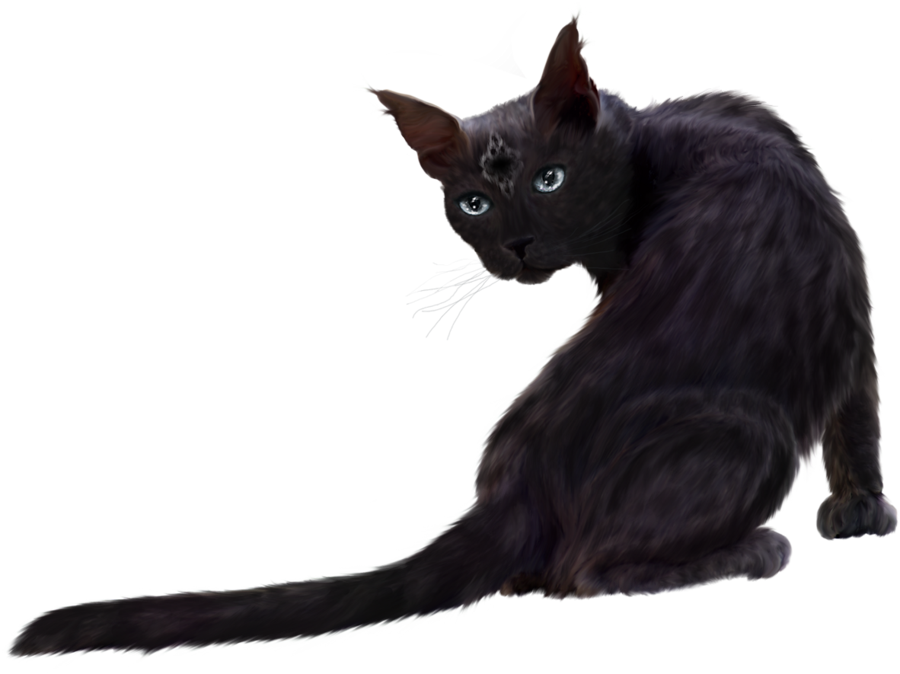 Black Cat Png Clipart - Black Cat Transparent Png (900x674), Png Download