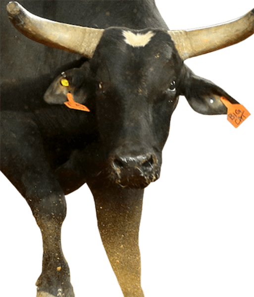 Big Black Cat - Bull Clipart (513x600), Png Download