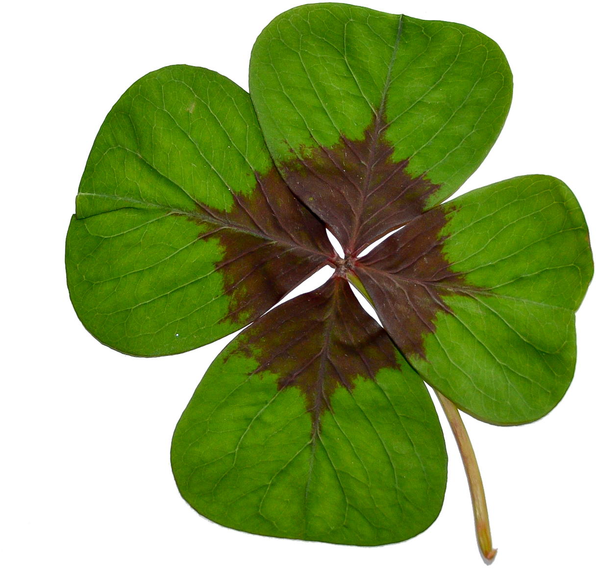 Four-leaf Clover Luck Green - Klavertje Vier Png Clipart (1265x1280), Png Download