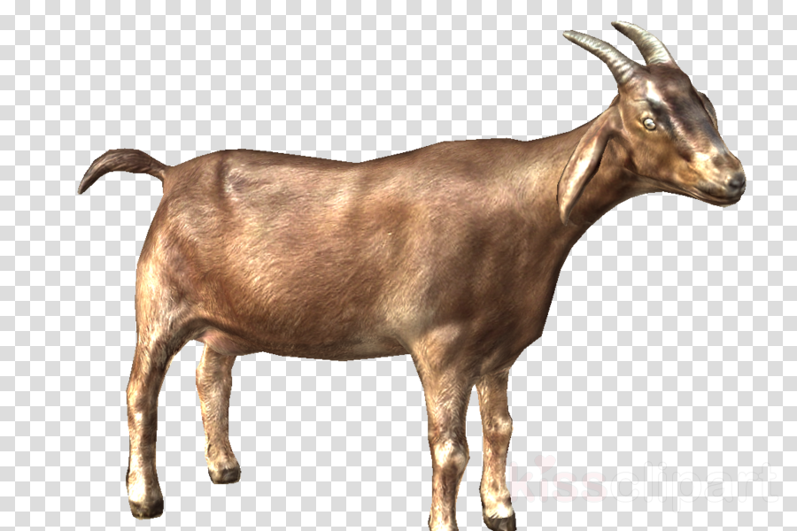 Goat Clipart Nigerian Dwarf Goat Oberhasli Goat Cattle - Clip Art - Png Download (900x600), Png Download