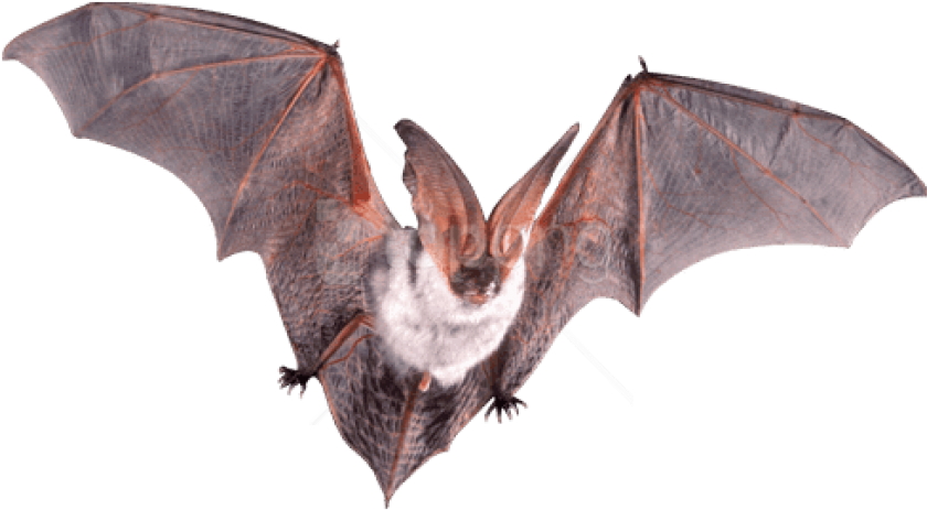 Free Png Download Bat Flying Open Wings Png Images - Bat Open Wings Clipart (850x474), Png Download