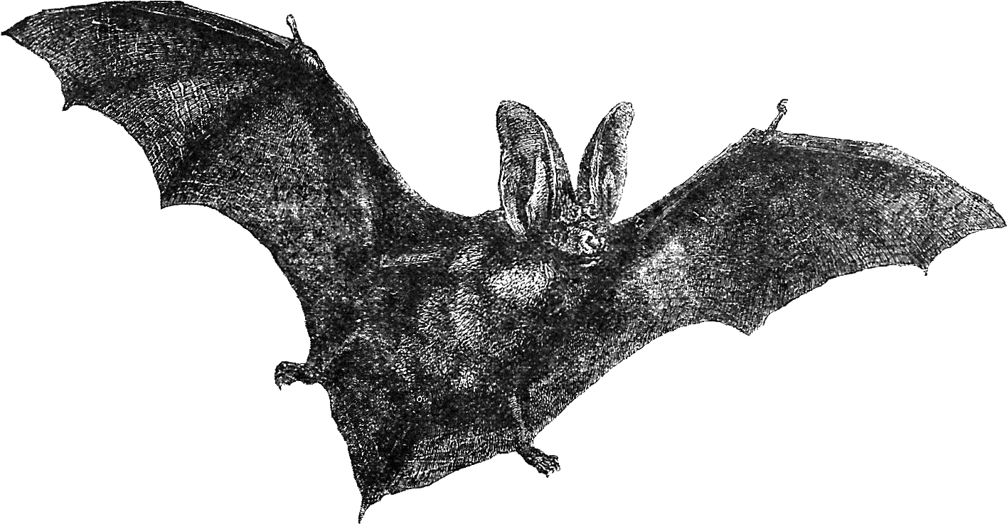 This Is A Vintage Bat Illustration From A Vintage Natural - Vampire Bat Clipart (1552x845), Png Download
