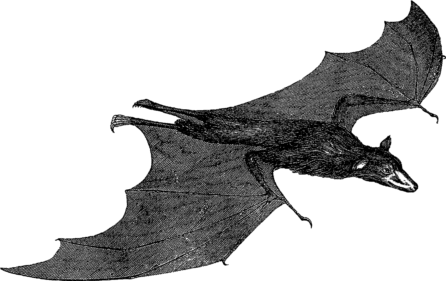 Scary Halloween Bat Images - Billfish Clipart (1600x1040), Png Download