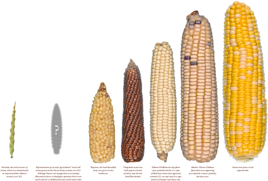 Popcorn Seeds, Agriculture, Experiment, Dna, Biology, - Seleccion Artificial Del Maiz Clipart (960x654), Png Download