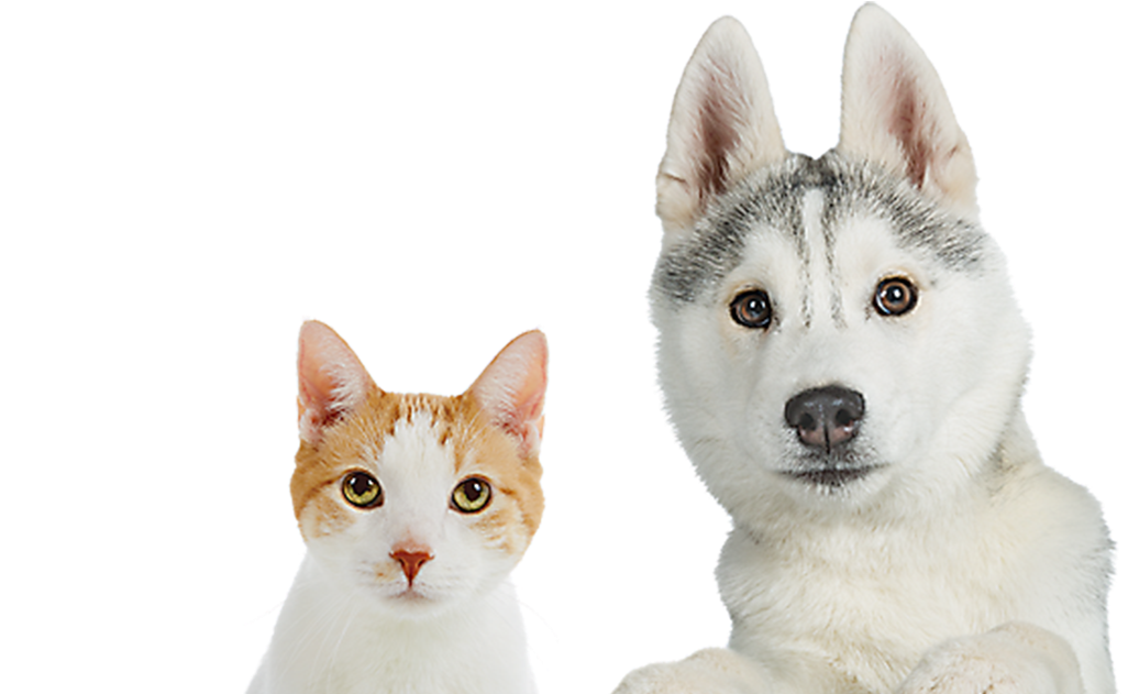 Domestic Short-haired Cat Clipart (1200x630), Png Download