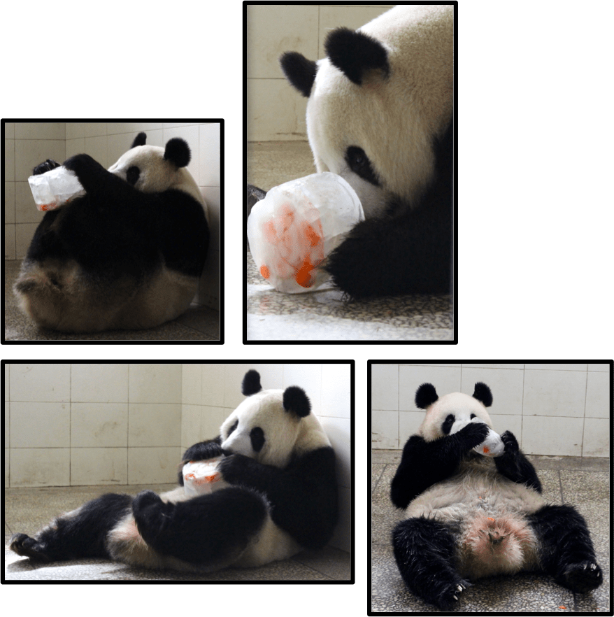 A Day At The Bifengxia Panda Base Where We'll Will - Panda Clipart (878x882), Png Download