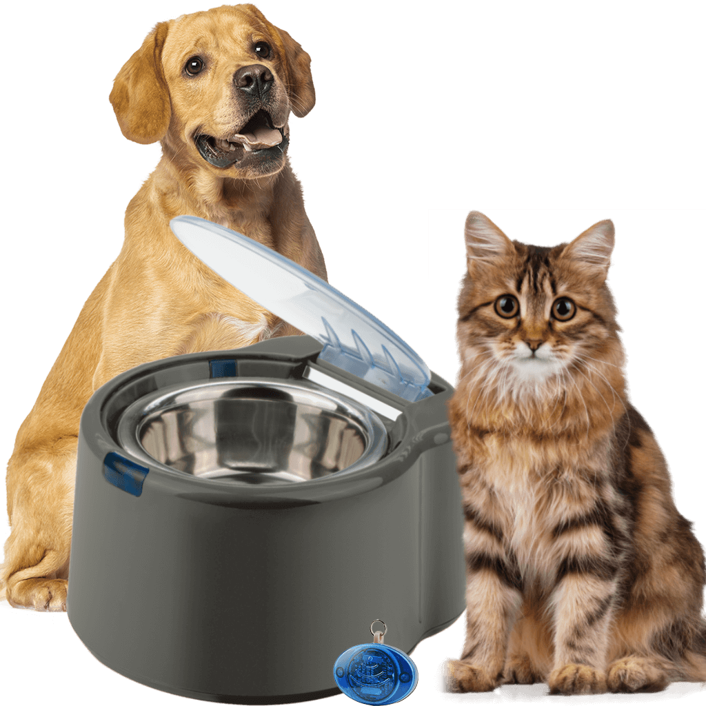 Free-ranging Dog Clipart (1024x1024), Png Download