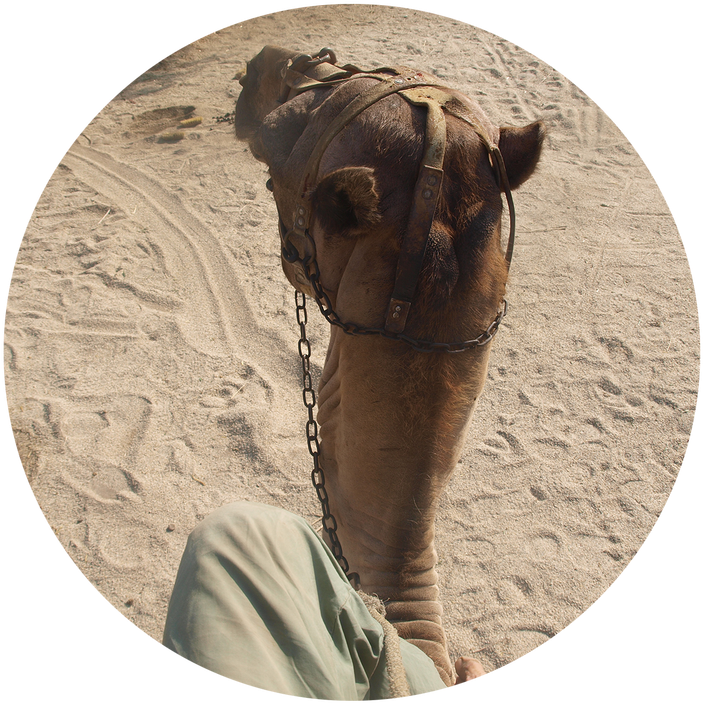 Camel For Your Film In Almeria, Spain - Arabian Camel Clipart (853x800), Png Download
