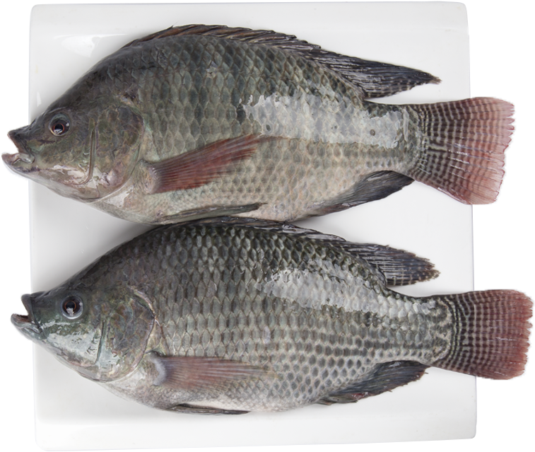 China Black Tilapia Fish Frozen, China Black Tilapia - Tilapia Clipart (800x800), Png Download