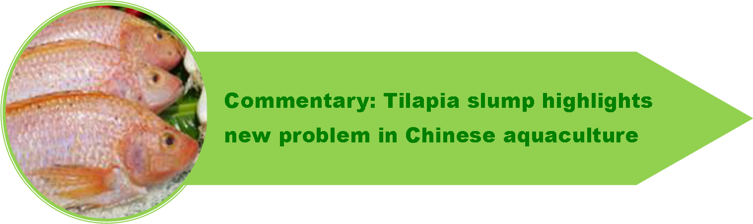 Green 1 - Trumpette Socks Clipart (1517x468), Png Download