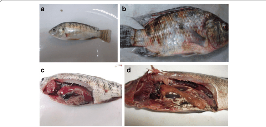 A Body Shape Of Tilapia Fish Laterally Compressed To - Streptococcus Agalactiae In Tilapia Clipart (850x408), Png Download