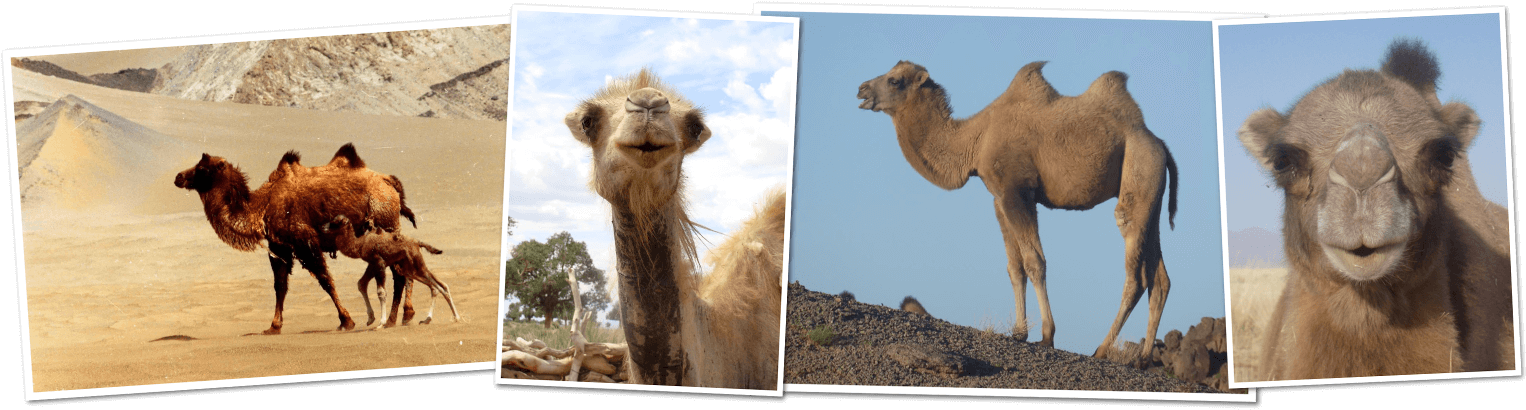 Great Gobi Kids Corner - Arabian Camel Clipart (1600x420), Png Download