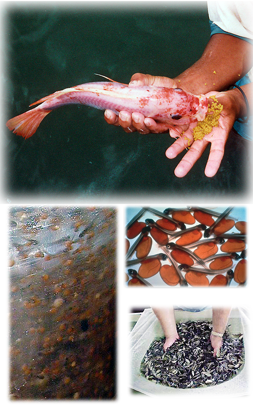 Aquaculyure Of Tilapia Clipart (500x800), Png Download