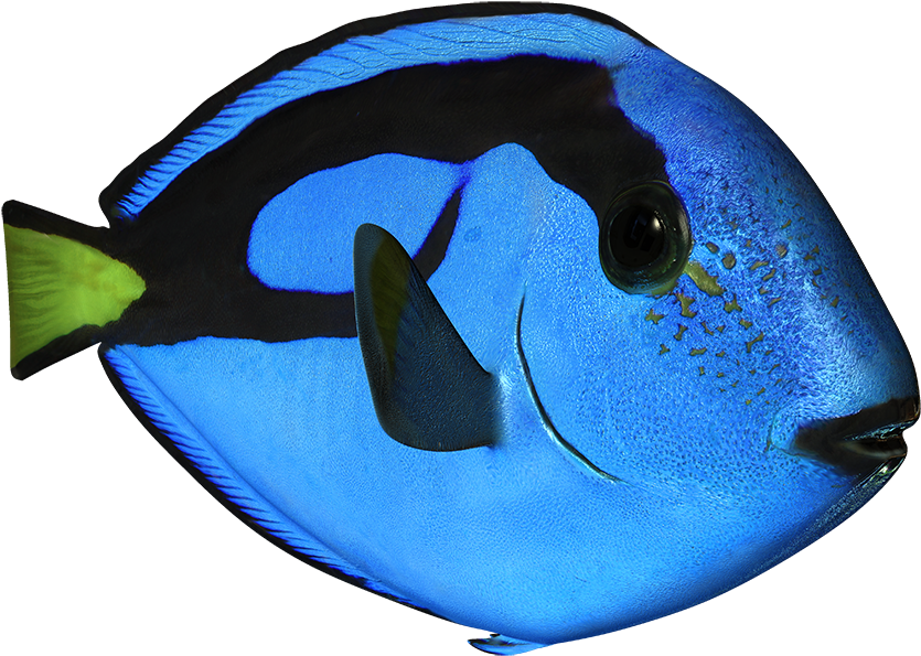Blue Surgeonfish - Pomacanthidae Clipart (1280x720), Png Download