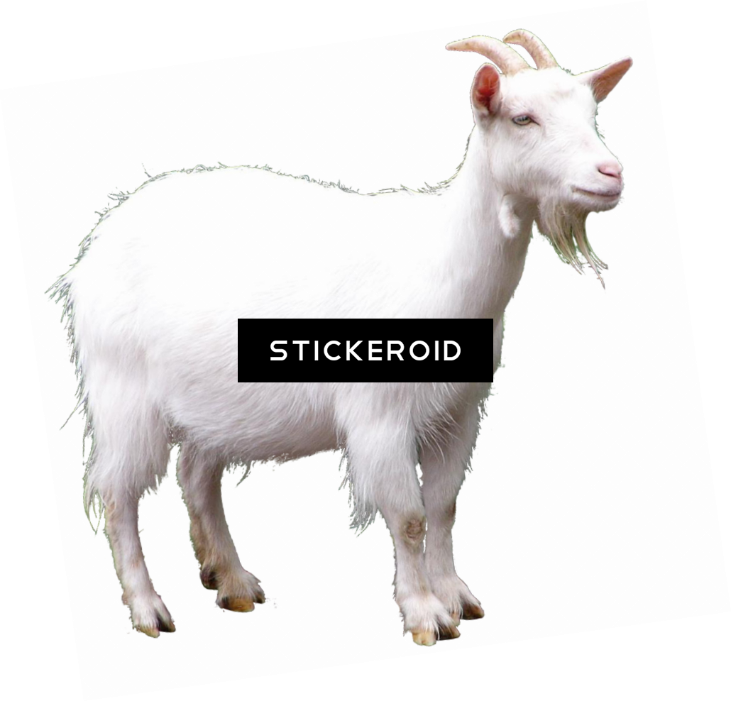 Goat , Png Download - Goat Clipart (1030x988), Png Download