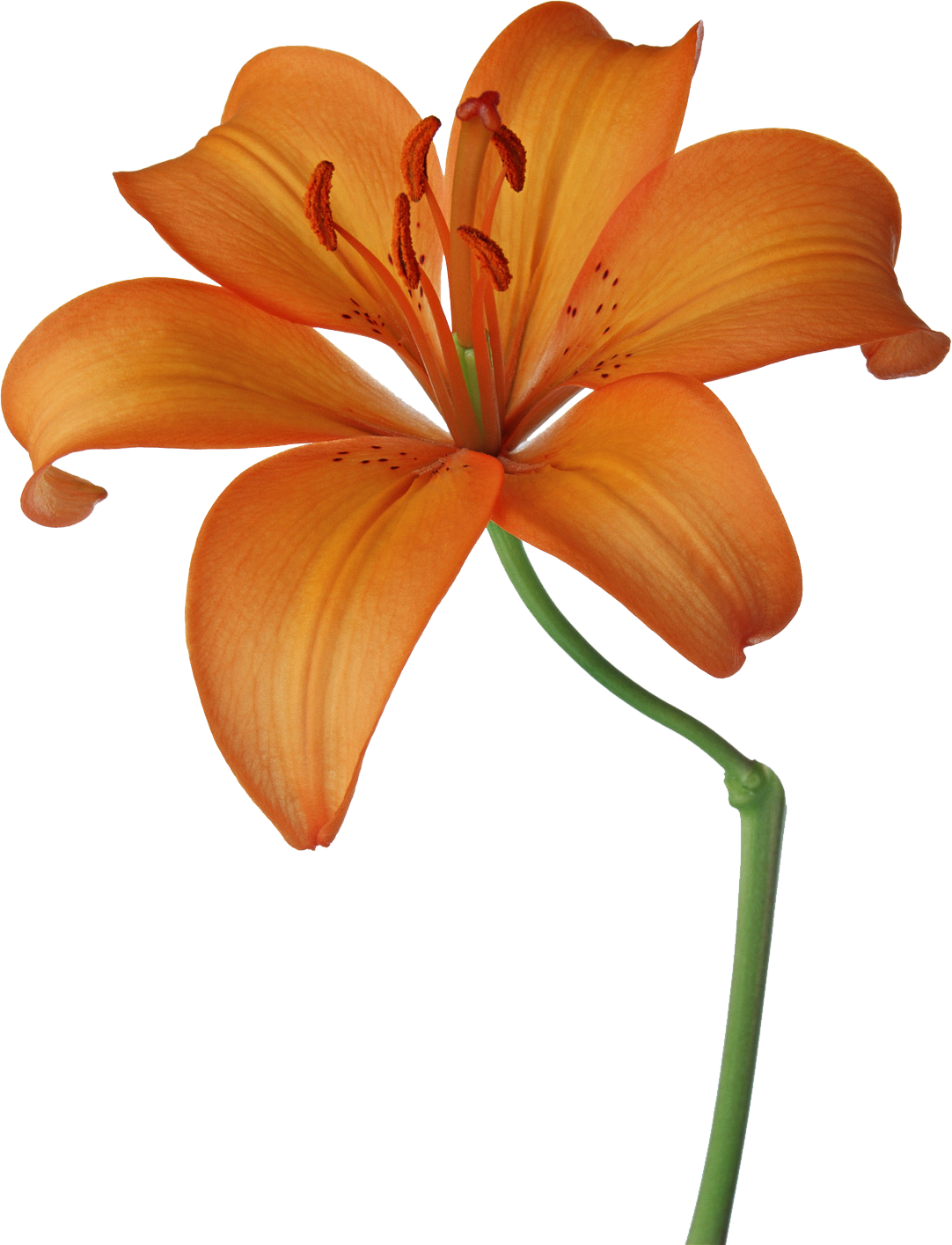 Image Dibujos Primavera Png Buscar Con Google Flowers - Fleur Lys Dessin Couleur Clipart (1082x1415), Png Download
