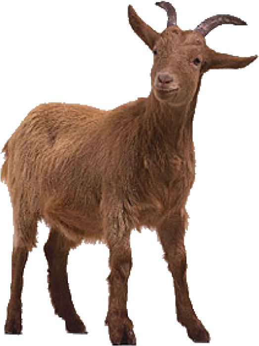 Goat Free Png Image Download - Goat Png Clipart (600x711), Png Download