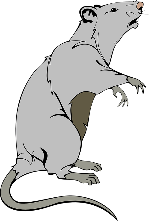 Rata, Animales, Del Ratón, Mamíferos, Pest, Mascota - Cartoon Transparent Background Cartoon Rat Clip Art - Png Download (486x720), Png Download