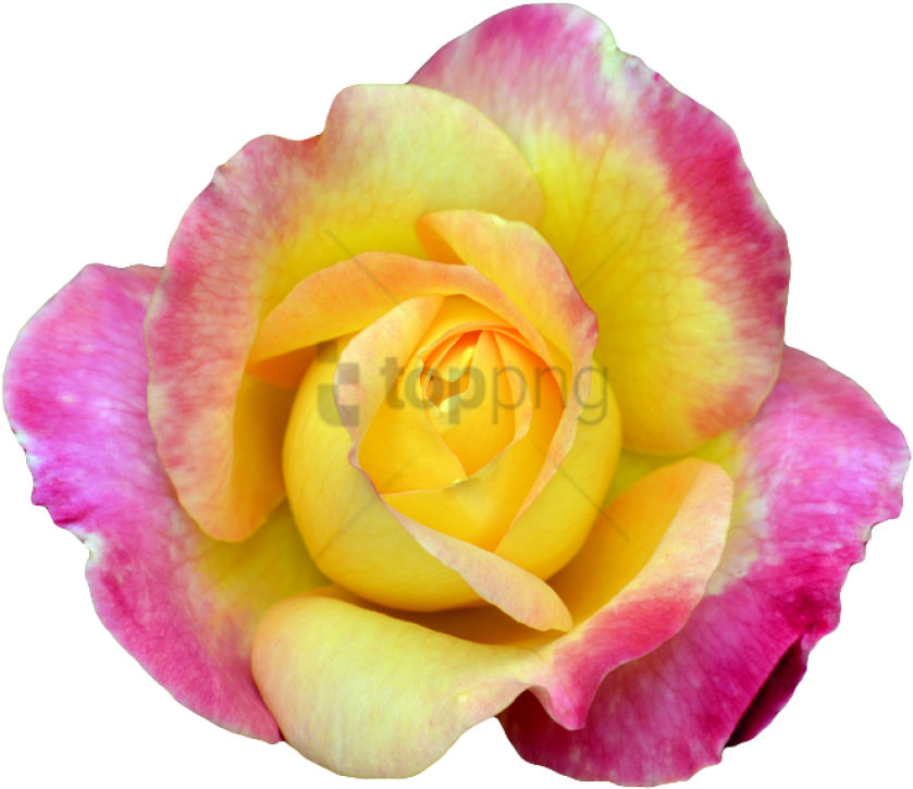 Free Png Transparent Flower Tumblr Png Image With Transparent - Hybrid Tea Rose Clipart (850x743), Png Download