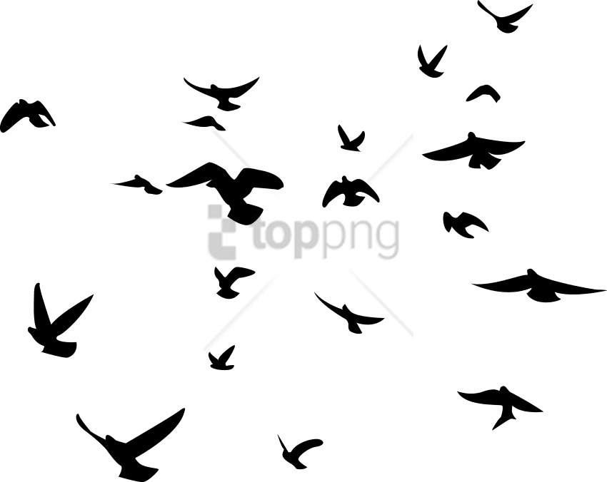 Free Png Black Birds Transparent Background Png Images - Black Bird Transparent Background Clipart (850x676), Png Download