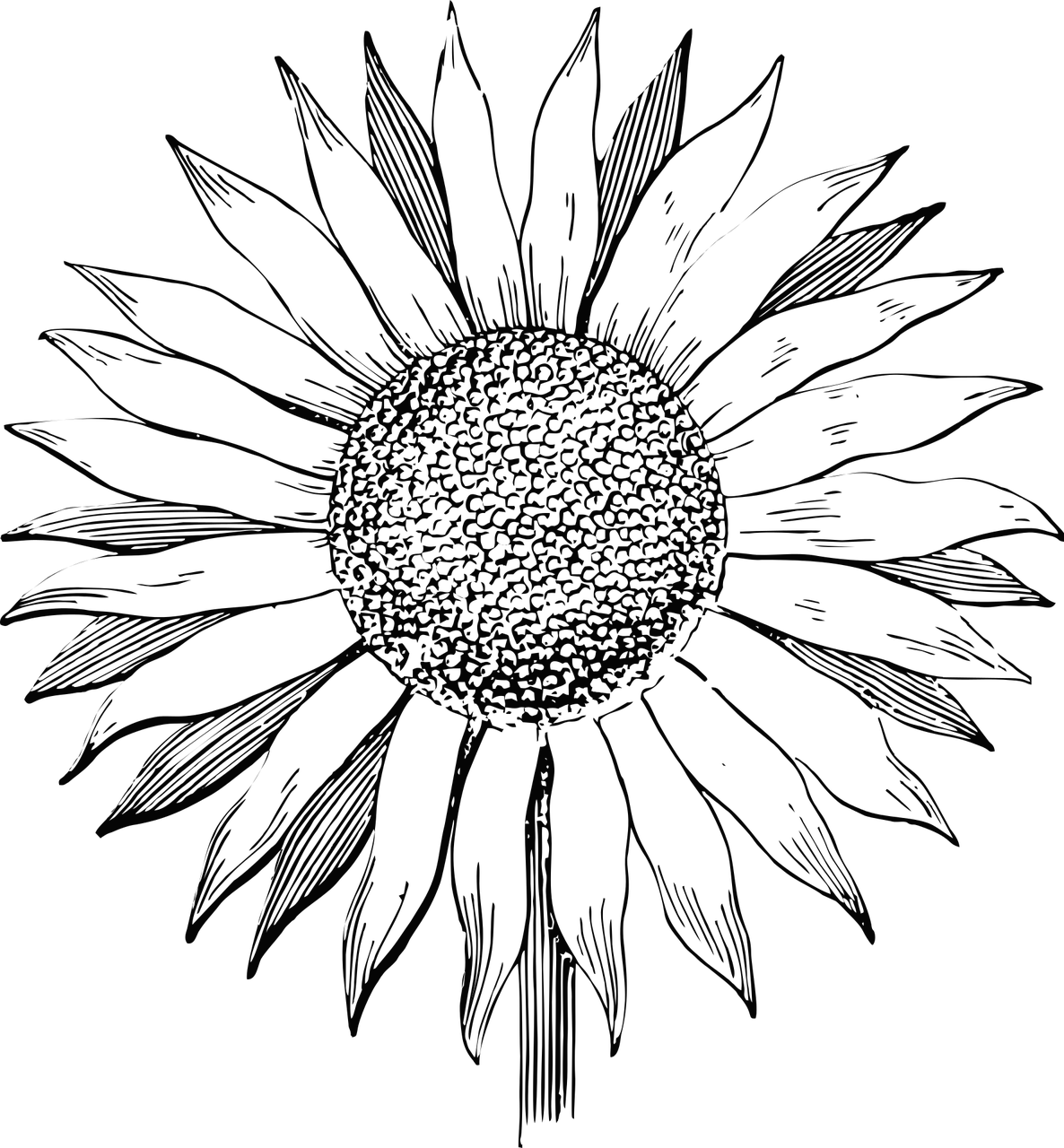Sunflower,flower,line Pattern, - Sunflower Line Art Png Clipart (1186x1280), Png Download