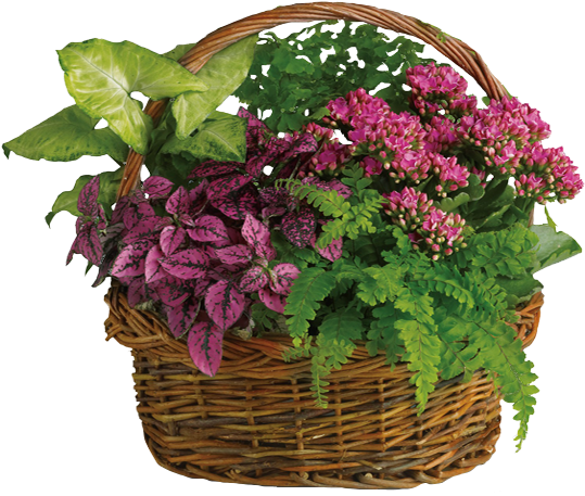 Blooming Plants In Wicker Basket - T96 2a Secret Garden Basket Clipart (600x600), Png Download