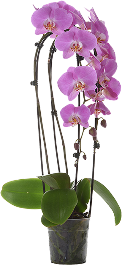 Moth Orchid Clipart (737x964), Png Download