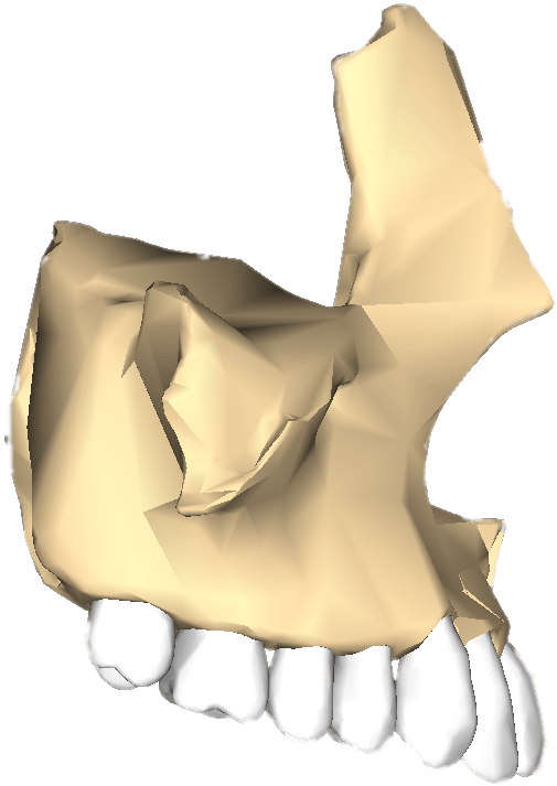 Download - Hueso Maxilar Png Clipart (900x900), Png Download