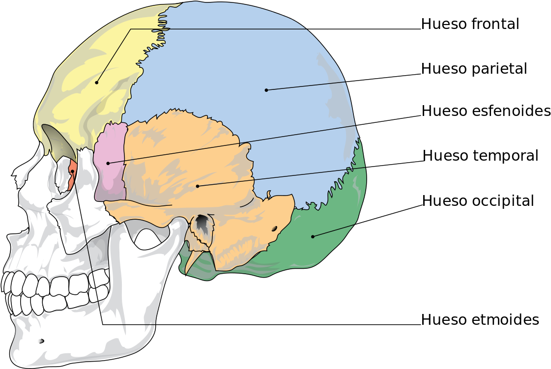 Cranial Bones Es - Bones Of The Skull Clipart (1280x857), Png Download