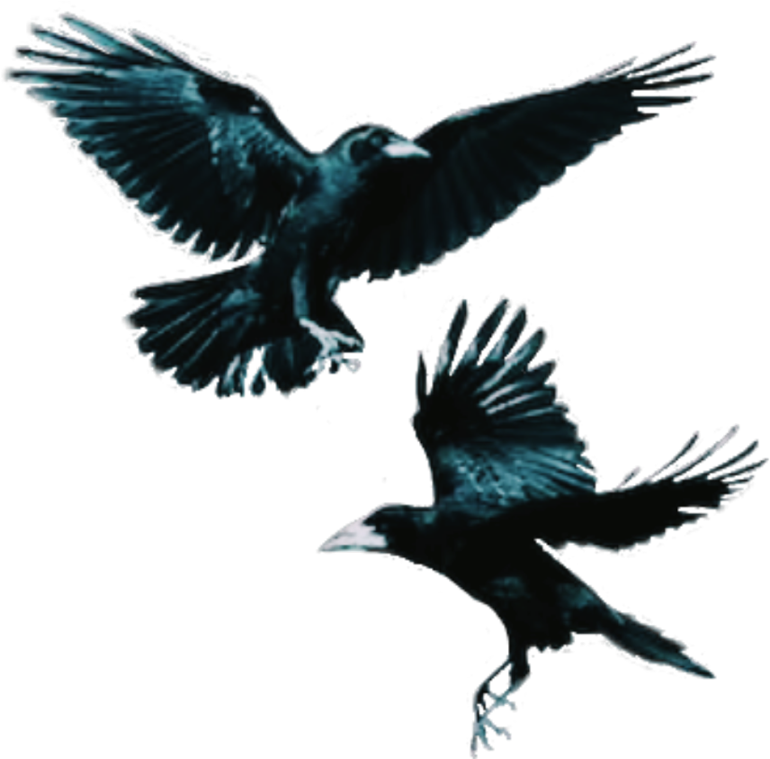 #crows #bird #flying #dark - Rook Clipart (1024x1024), Png Download