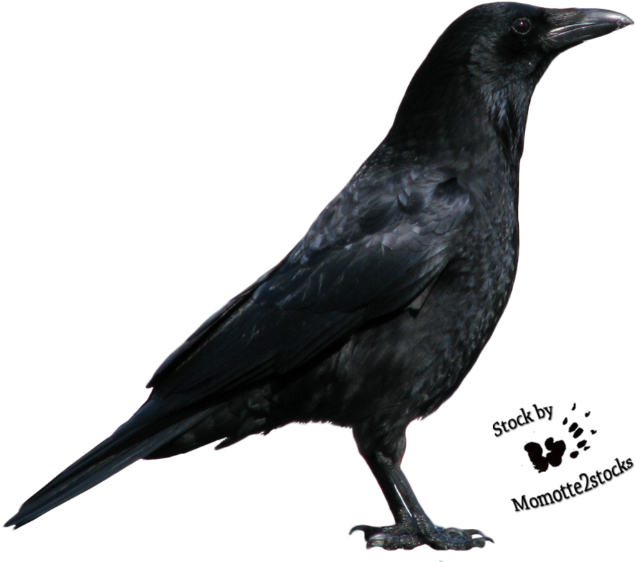 Ap4kt5 Crow Clipart Hd - Russell Crowe As A Crow - Png Download (959x832), Png Download