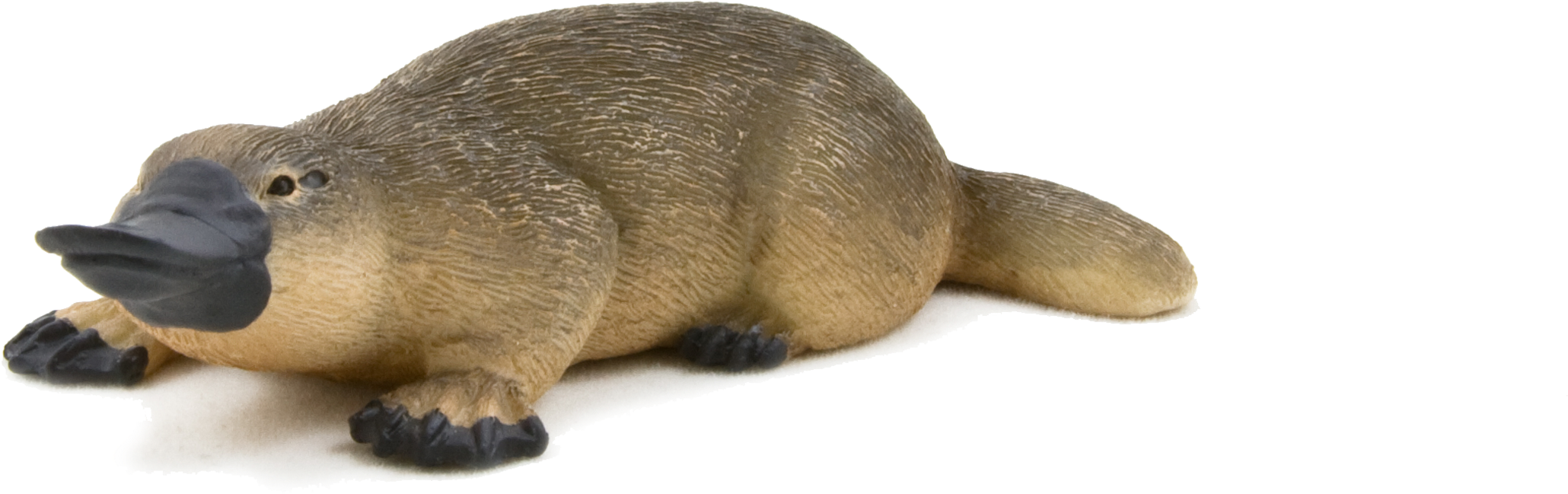 Platypus Platypus - Duck Billed Platypus Png Clipart (2626x1583), Png Download