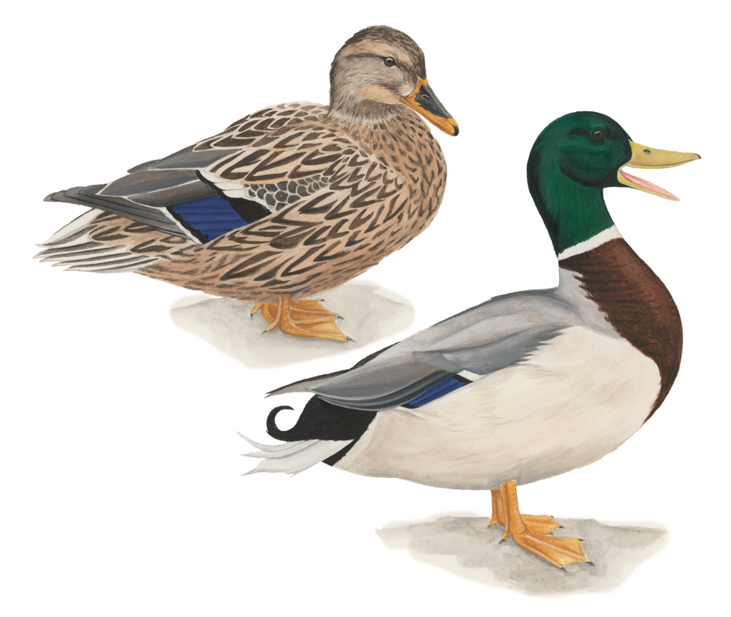 Mallard - Pato De Collar Clipart (1024x1024), Png Download
