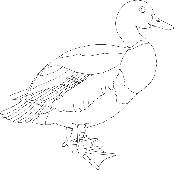 Duck Clipart (600x588), Png Download