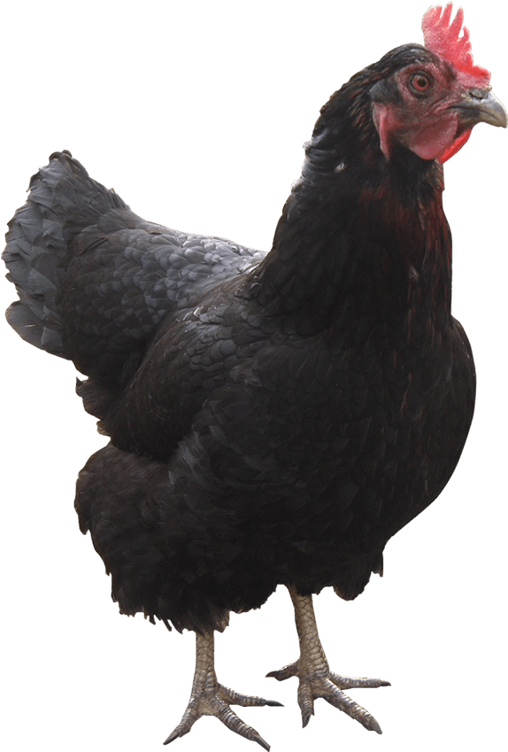 Gallina - Rooster Clipart (650x865), Png Download