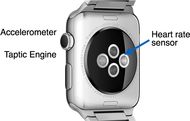 Back Side Of The Apple Watch - Sensores Apple Watch 3 Clipart - Large Size  Png Image - PikPng