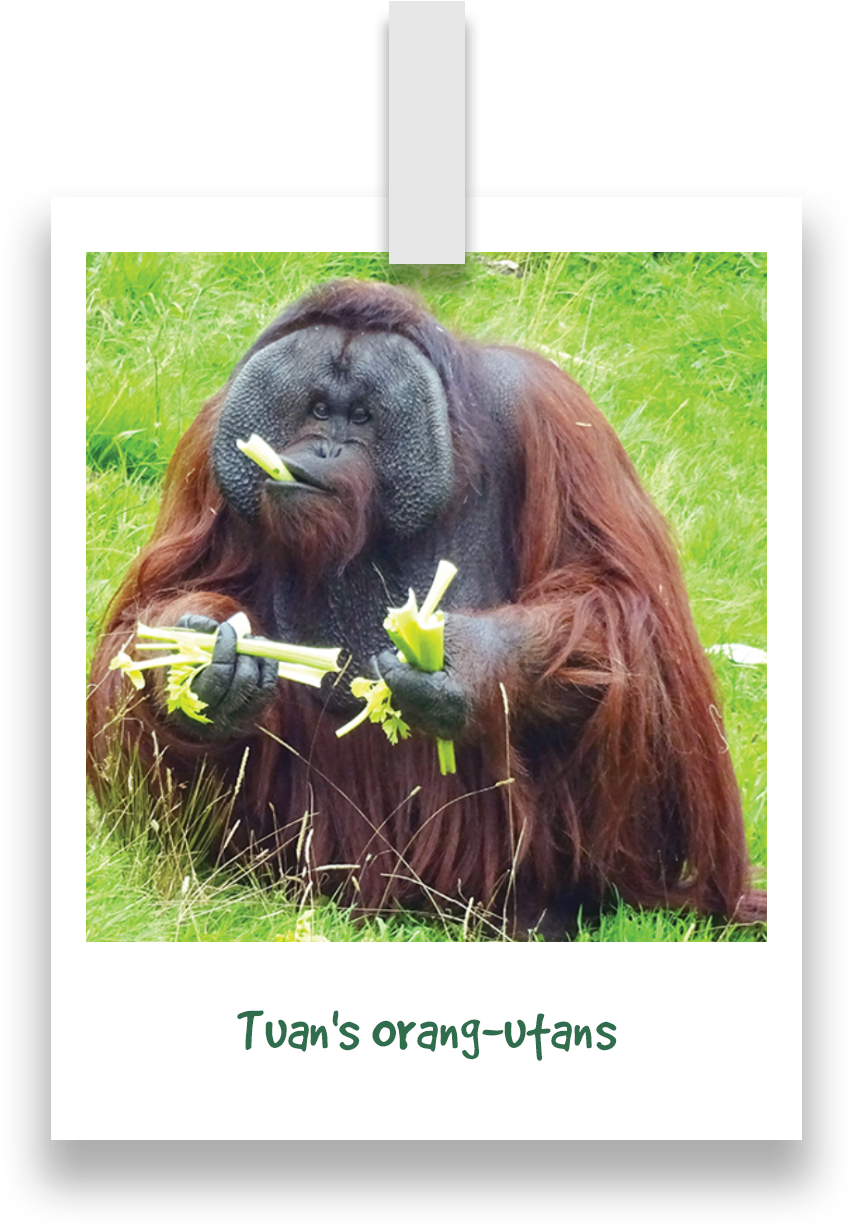 Tuans Orang Utans - Orangutan Clipart (945x1270), Png Download
