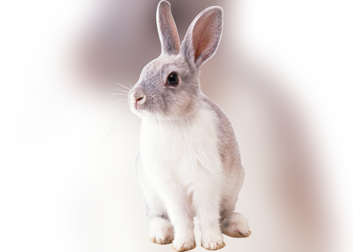 Color Palette Ideas From Rabbit Domestic Mammal Image - Rabbit Free Png Clipart (700x500), Png Download